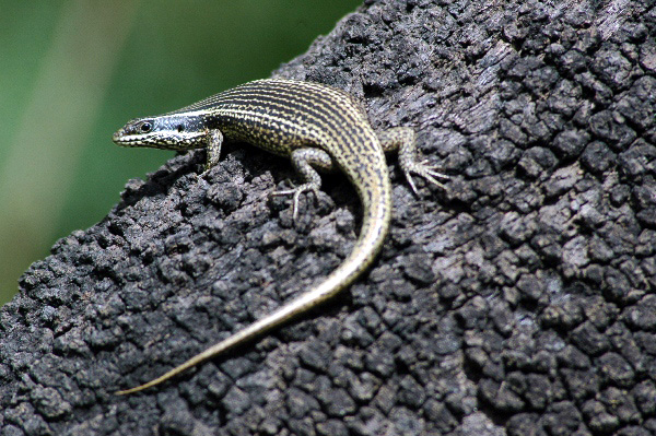 Variable Skink